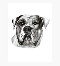 American Bulldog Photographic Print