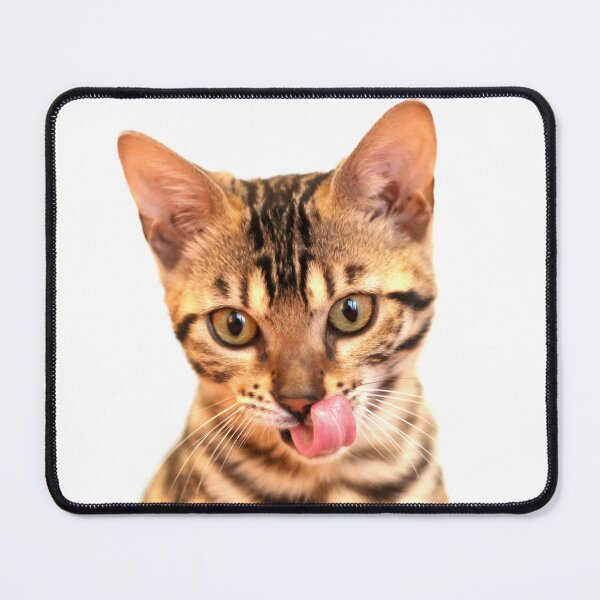 Item preview, Adorable 13 weeks old Bengal cat designed and sold by myhuskymax.
