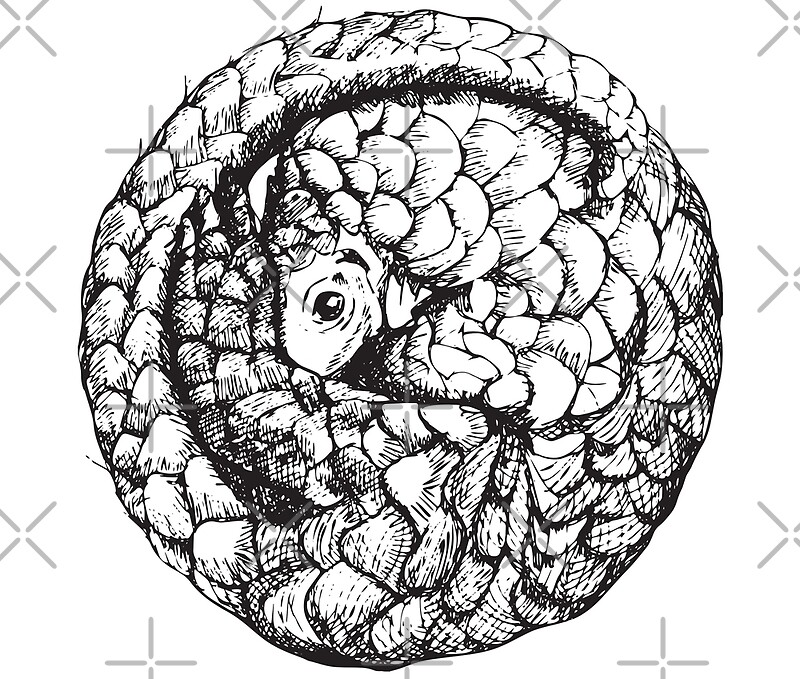 "Pangolin - Most Hunted Mammal Print" by MJ Perrin | Redbubble