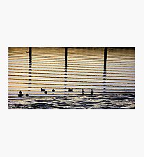 Sunrise Ducks Photographic Print