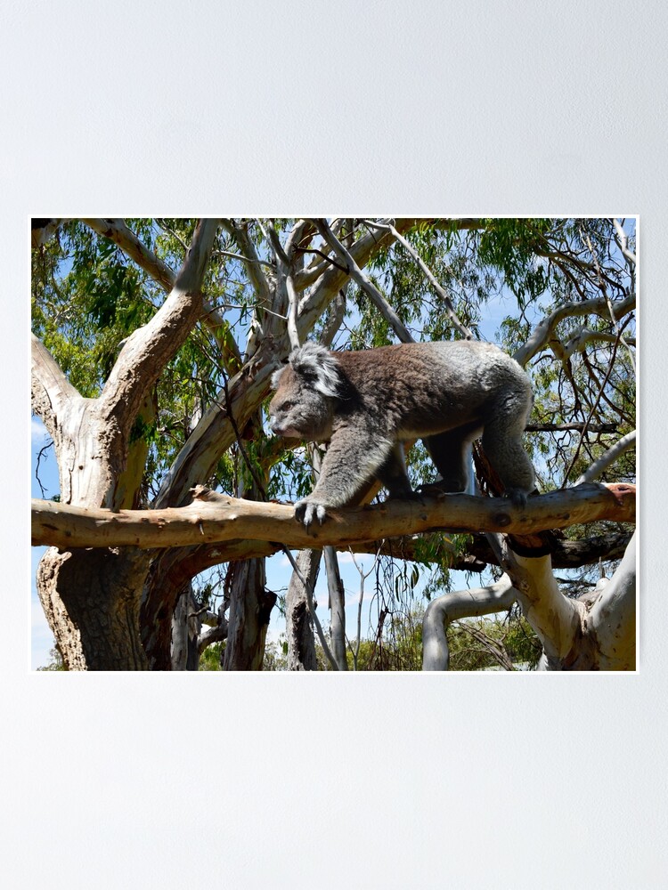 Australian Koala Bear, The Tree Hugger