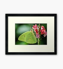 Cloudless Sulphur Framed Print
