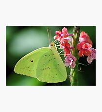 Cloudless Sulphur Photographic Print