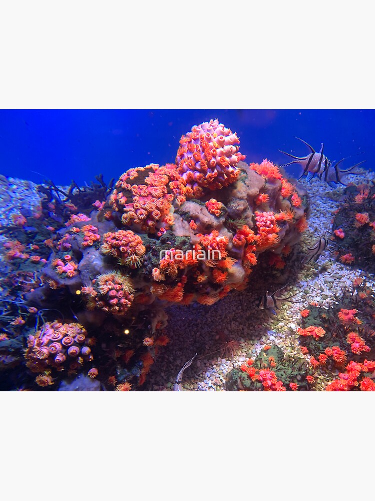 "Coral reefs at Monterey Bay Aquarium " Sticker for Sale by mariain