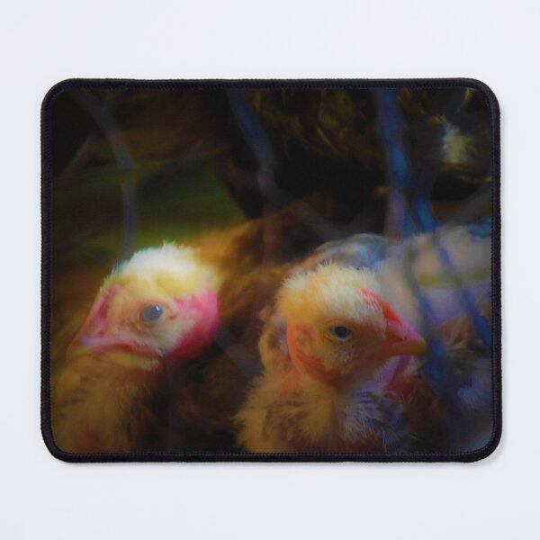 Item preview, two chicks with scanty feathers designed and sold by Nnone.