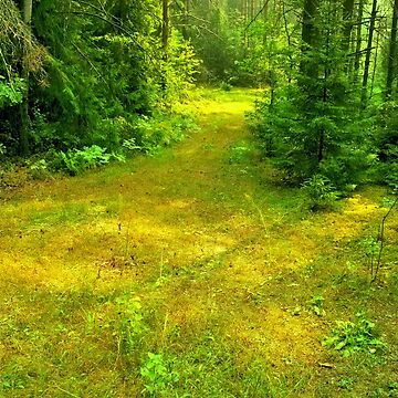 Artwork thumbnail, Sunny Summer Forest Glade by Mallorn