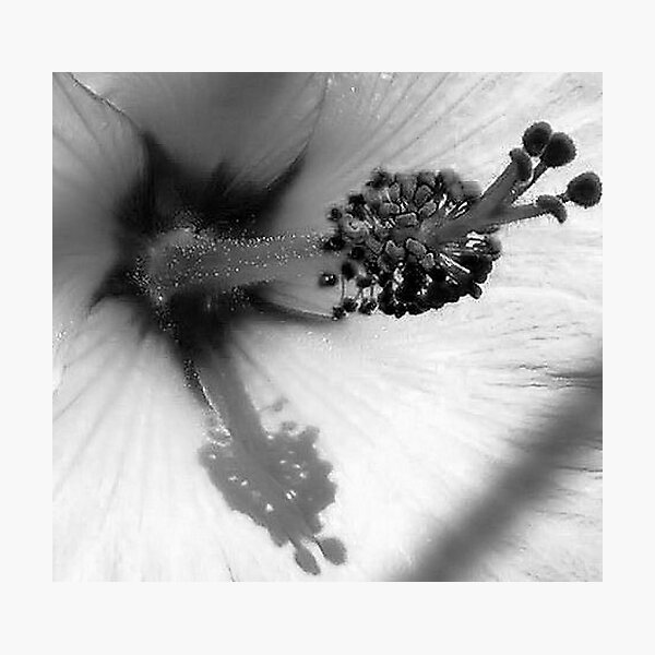 Item preview, bw hibiscus designed and sold by Kim Stelfox.