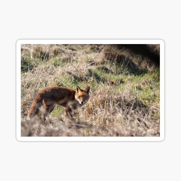 Item preview, Fox in a field designed and sold by davejw.
