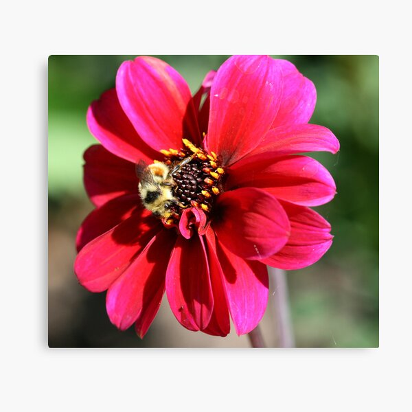 Beautiful Bee Canvas Print