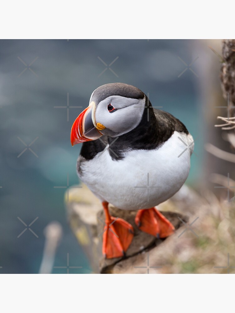 The Puffin - Premium Pillow from Lagoon