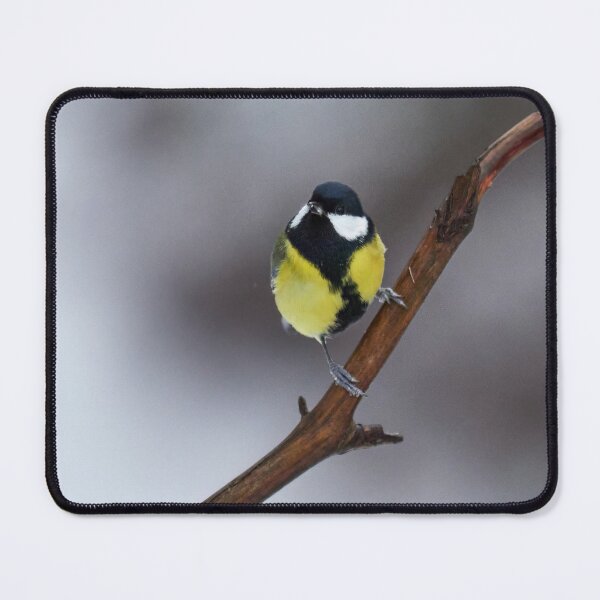Item preview, Is it spring is it. Great tit designed and sold by Jouko Lehto Photography.