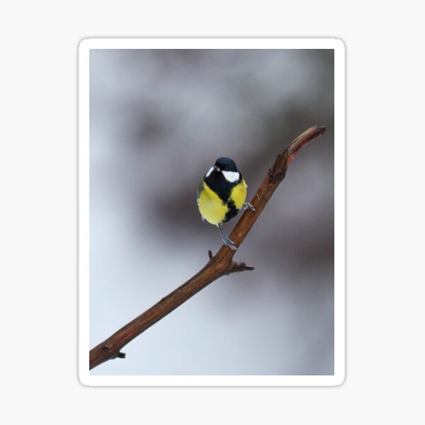 Is it spring is it. Great tit Sticker