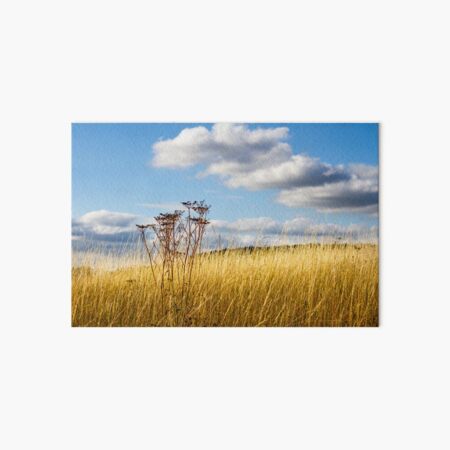 Queen Annes Lace in the Afternoon Art Board Print