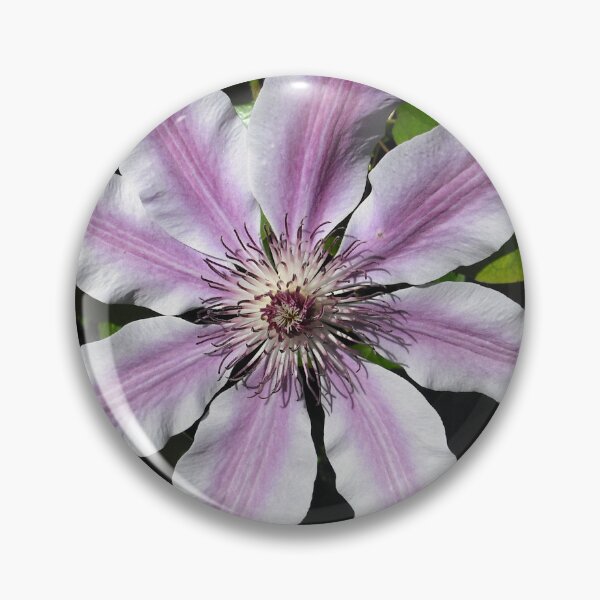 Item preview, Clematis Nellie Moser designed and sold by taiche.