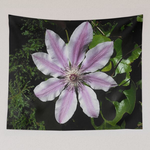 Item preview, Clematis Nellie Moser designed and sold by taiche.