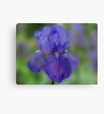 Blue Iris Canvas Print