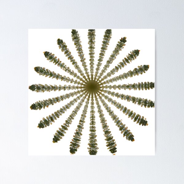 Item preview, Etno estrella XI designed and sold by GGG-AI.