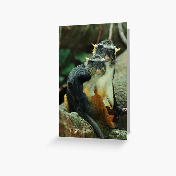 Two Wolf Guenons (Cercopithecus wolfi) Greeting Card