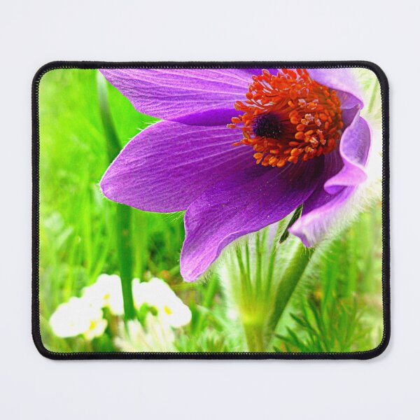 Item preview, Pulsatilla vulgaris designed and sold by angel1.