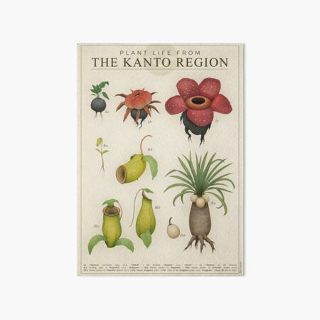 Plant life from Kanto Art Board Print