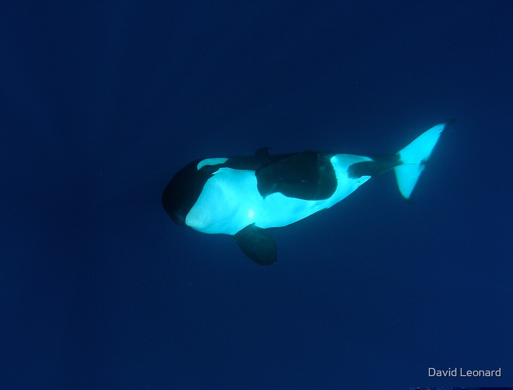 "Orca, Cocos Island, Costa Rica" by David Leonard Redbubble