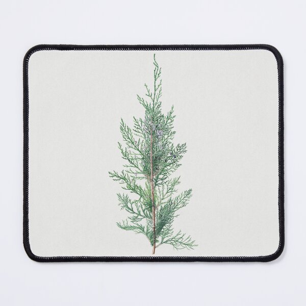 Item preview, Vintage Juniper Illustration by Georg Dionysius Ehret designed and sold by Pretty  Pixel.