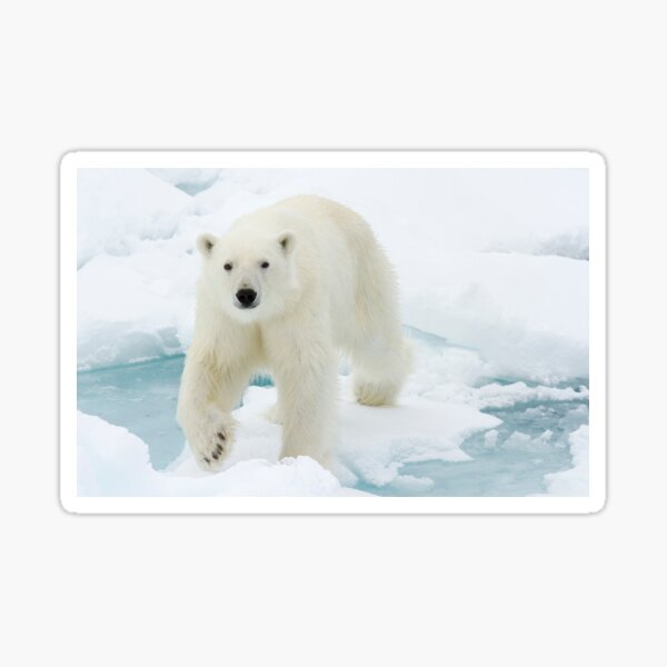 Giant White Polar Bear Walking On Icy Lake Animal / Wildlife / Nature Photograph Sticker