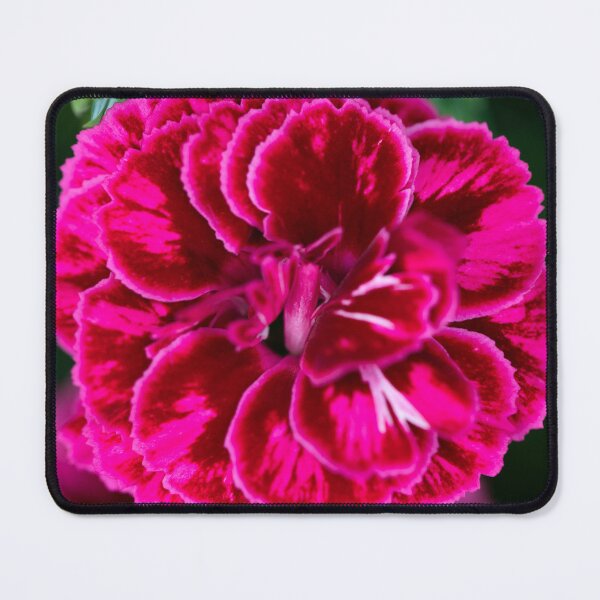 Item preview, dianthus designed and sold by codaimages.