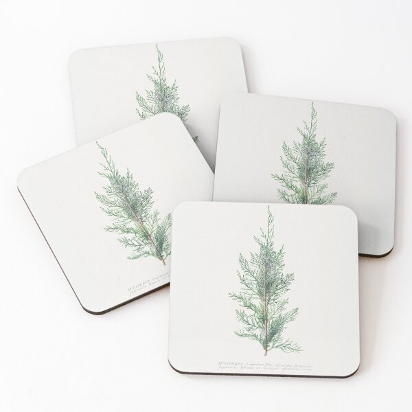 Item preview, Vintage Juniper Illustration by Georg Dionysius Ehret designed and sold by Pretty  Pixel.