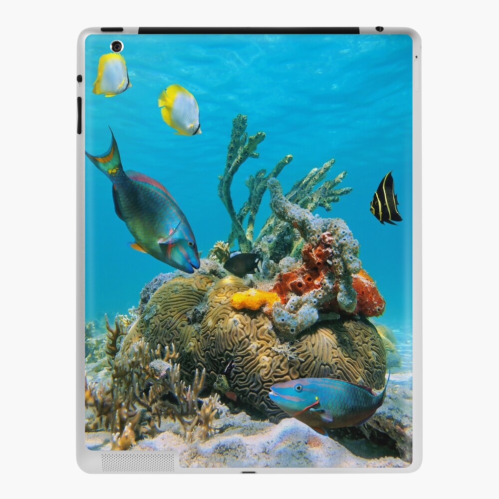 Tropical Fish Poster - Sea Life Posters, Pictures, Prints, Decor