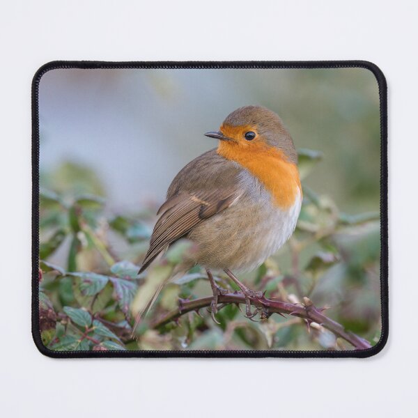 Item preview, European robin (Erithacus rubecula) designed and sold by Steve Liptrot Photography.