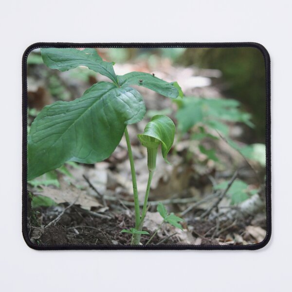 Item preview, PA Wild Flower, Jack-in-the-pulpit in the PA Grand Canyon designed and sold by Fhfarms.