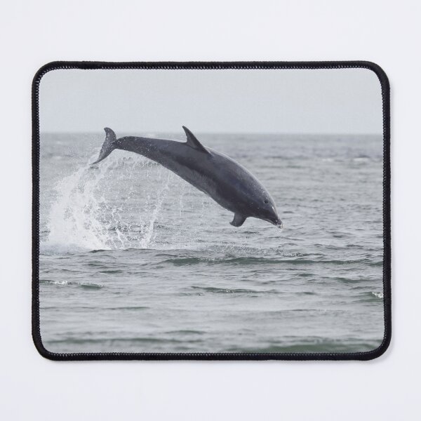 Item preview, Adult dolphin breaching designed and sold by chanonry.