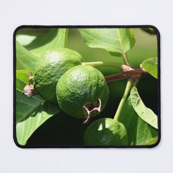 Item preview, Common Guava Fruits on the Tree. designed and sold by VgBingi.