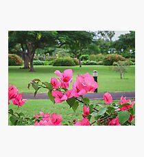 Emancipation Park, Jamaica Photographic Print