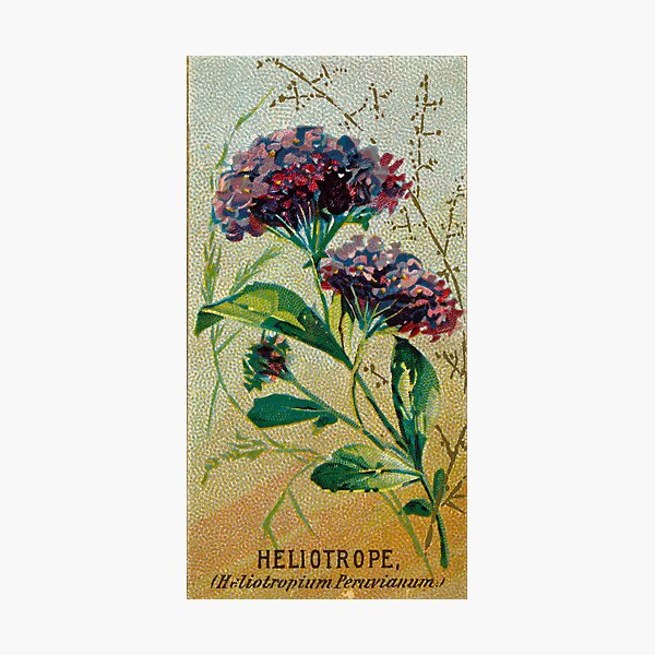Hyacinth Bean flower illustration, vintage | Premium Photo Illustration -  rawpixel