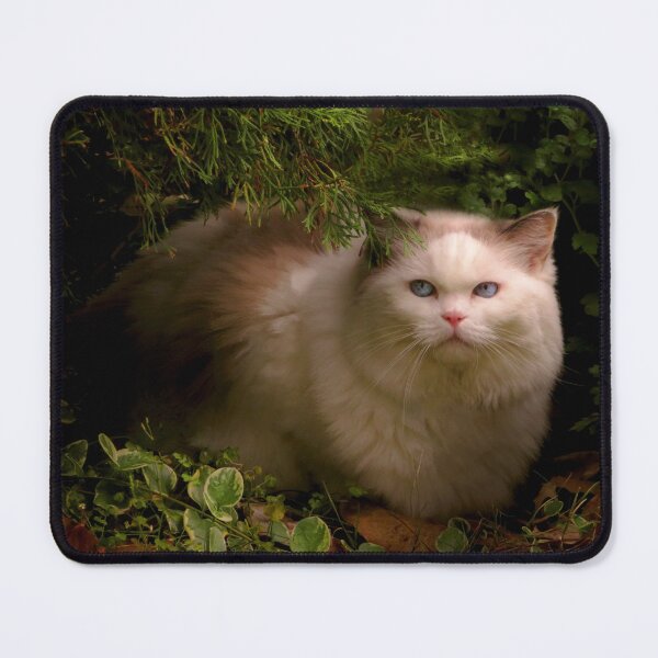 Item preview, Animal - Cat - Hidden comfort designed and sold by Mike Savad Photography.