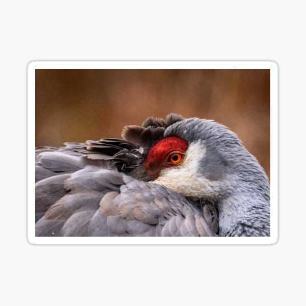 Item preview, Sandhill Crane designed and sold by Dennis Boatman.