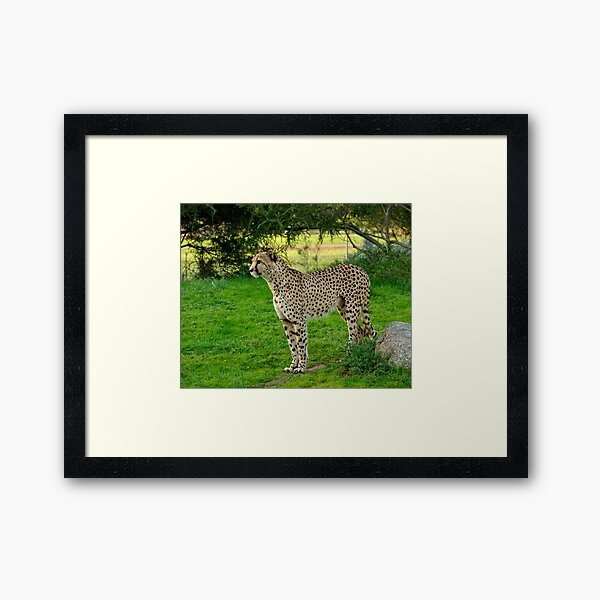 It wasn't me Cheetahing Framed Art Print