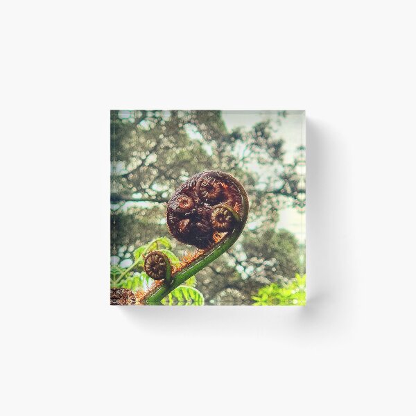 Item preview, NEW ZEALAND PONGA TREE designed and sold by Steffi August.