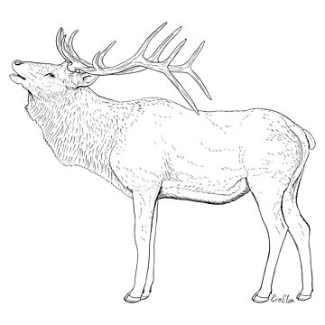 Elk Drawing - Elk Illustration - White Background Poster for Sale