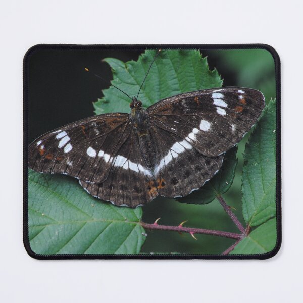 Item preview, limenitis stretcher designed and sold by iago rodriguez dopico.