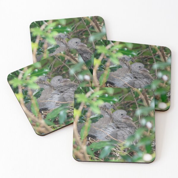 Item preview, Young wood pigeons in nest designed and sold by davejw.