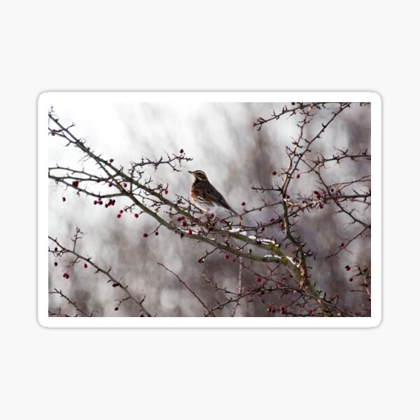 Item preview, Redwing 4 designed and sold by davejw.