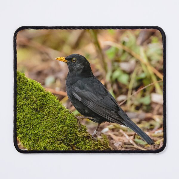 Item preview, Male Blackbird designed and sold by Dalyndigital Photography.