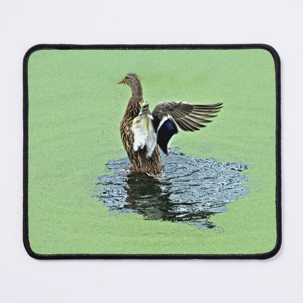 Item preview, Mallard Duck Hen Flapping Wings Green Pond designed and sold by Anna Lemos.