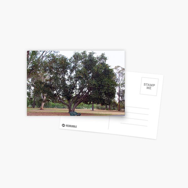 Moreton Bay Fig~Fichs Macrophylla - Moraceae Postcard