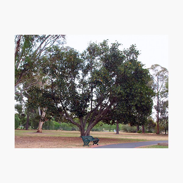 Moreton Bay Fig~Fichs Macrophylla - Moraceae Photographic Print