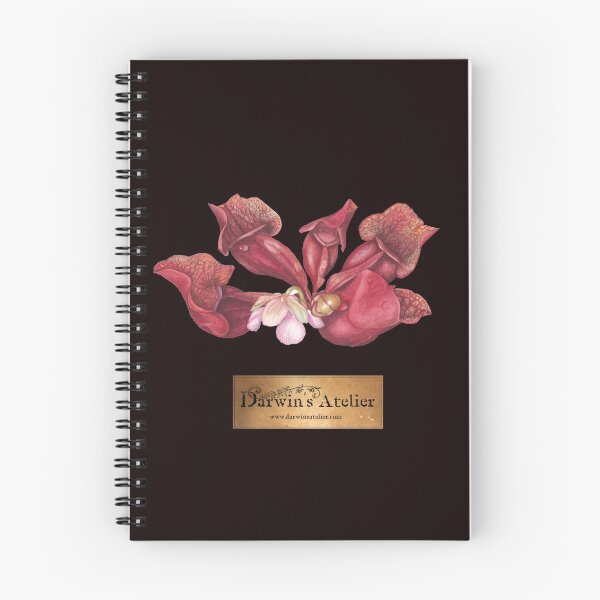 Item preview, Sarracenia rosea designed and sold by DarwinsAtelier.