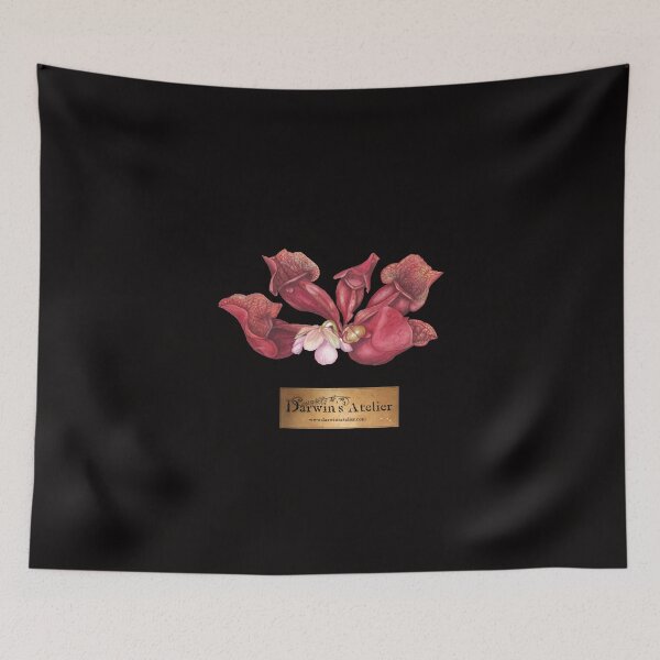 Item preview, Sarracenia rosea designed and sold by DarwinsAtelier.
